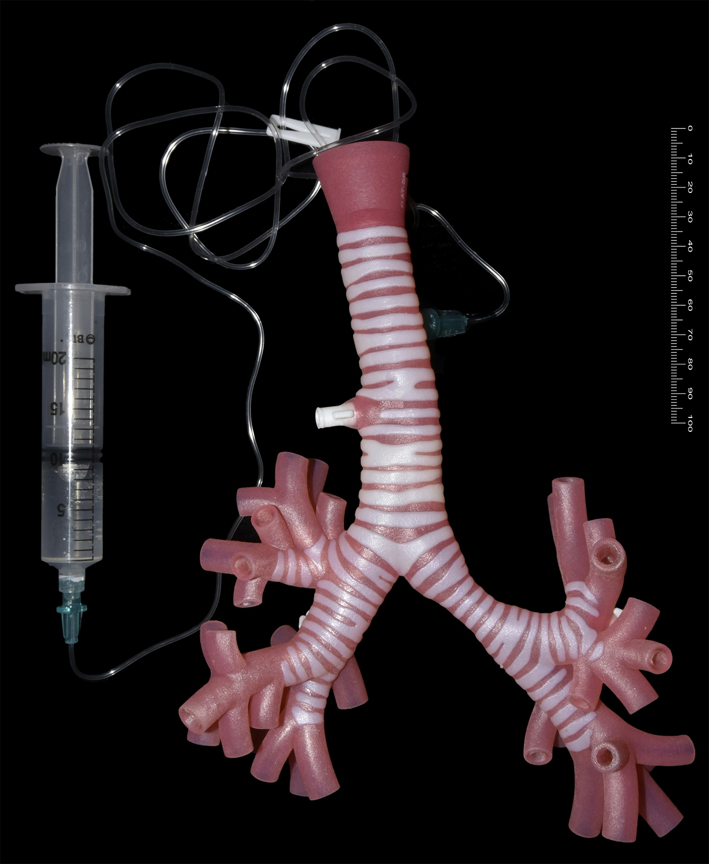 Front view of trachea model attached to syringe with tubing.
