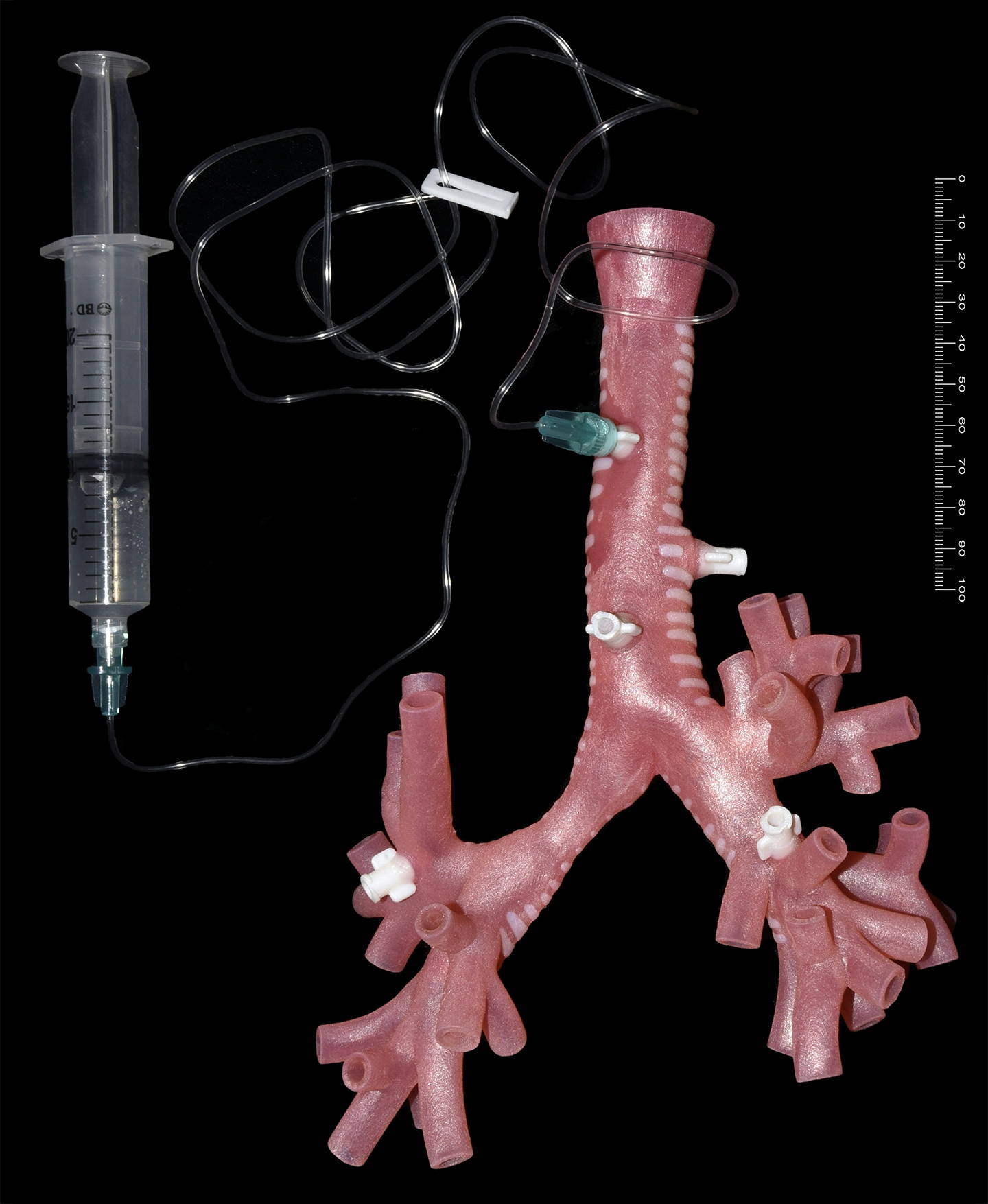 Rear view of trachea model attached to syringe with tubing.