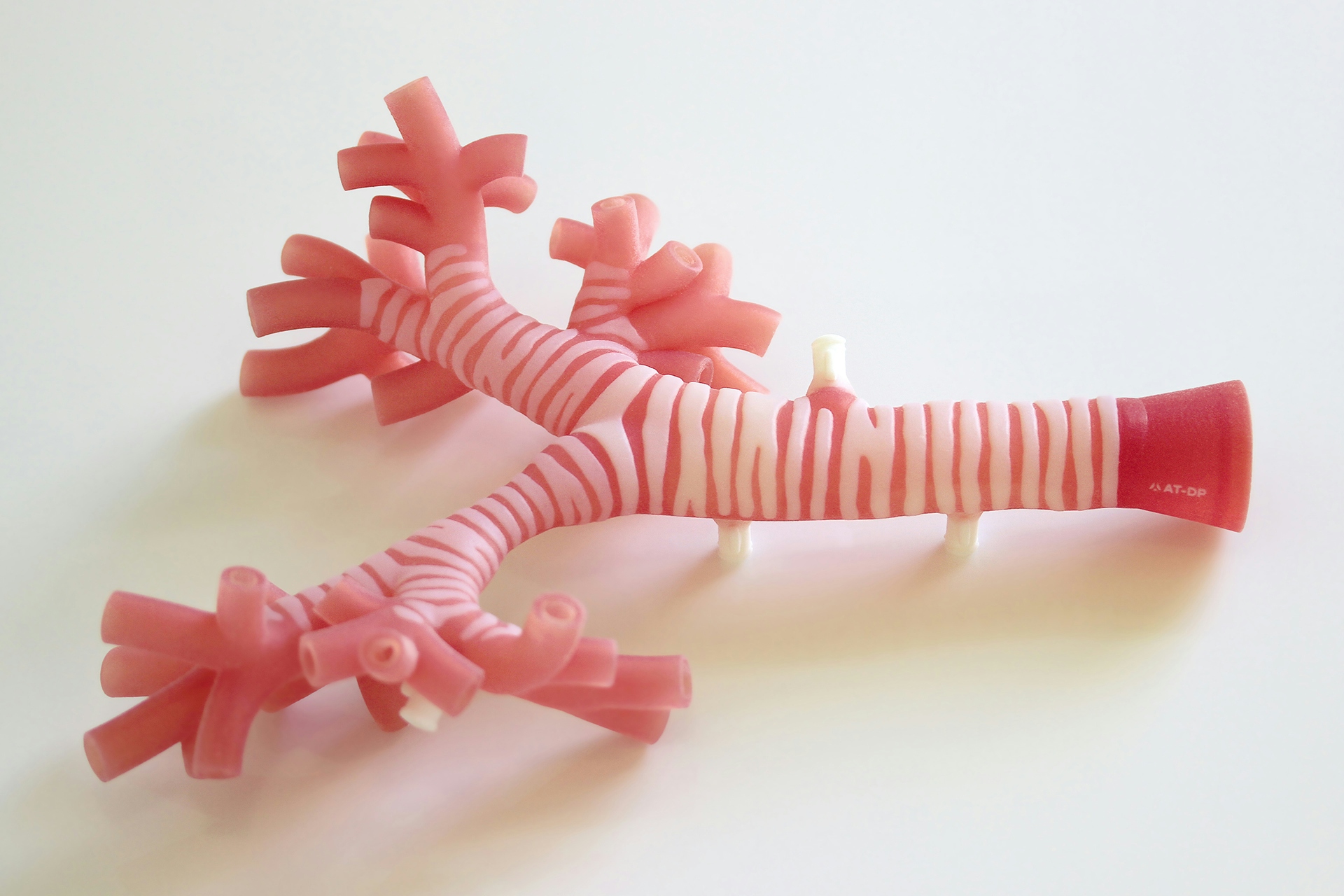 Side view of 3D printed adult trachea.