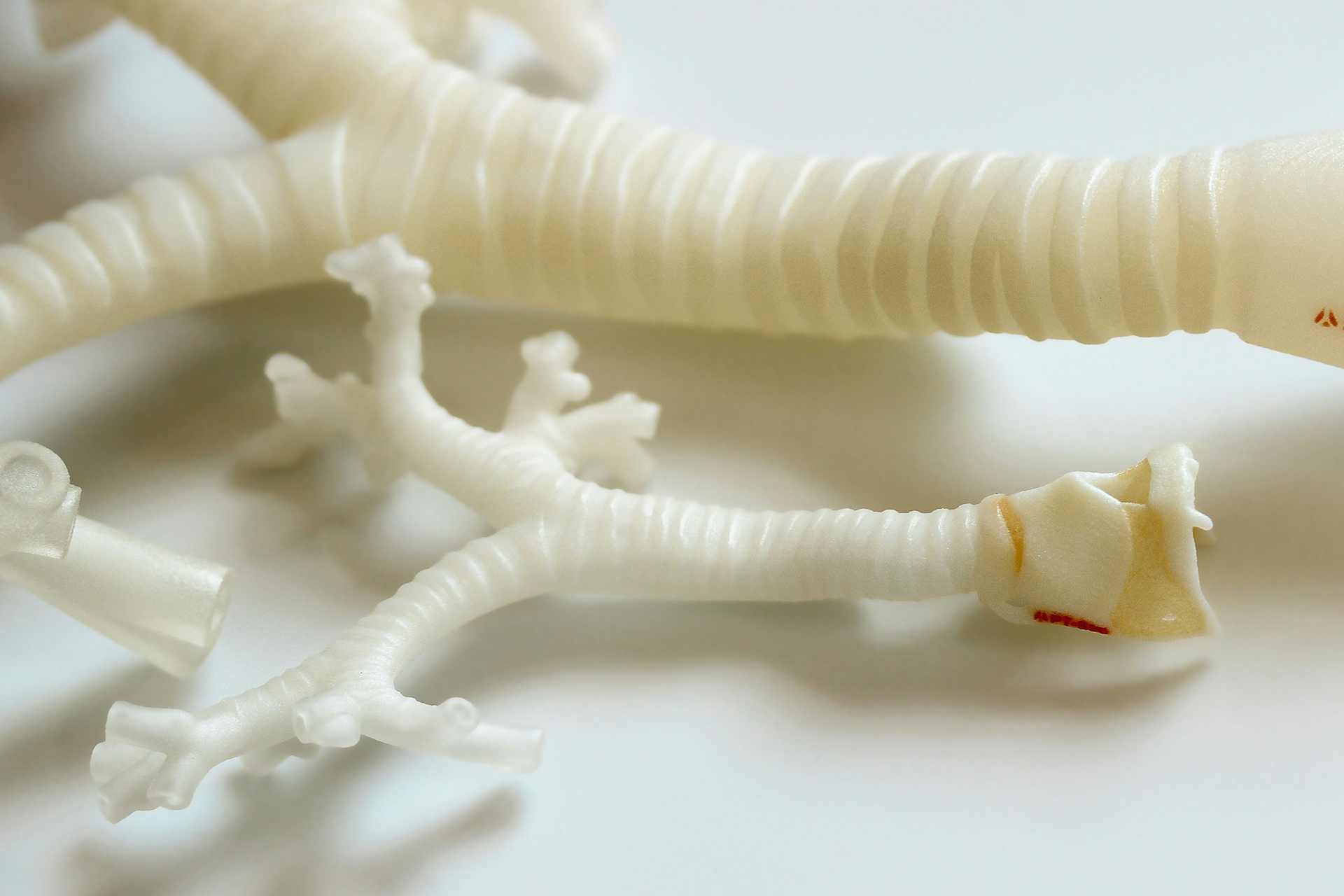 Paediatric trachea model sitting next to an adult version.